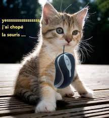 Résultat de recherche d'images pour "chaton drole et mignon"