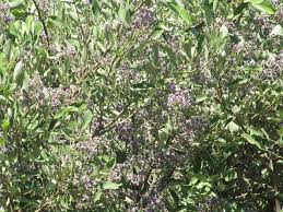 Image result for Philenoptera