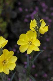 Evening Primrose Oil Or Oenothera Biennis Is Native To North America The Evening Primrose Was Introduced In Evening Primrose Oil Evening Primrose Carrier Oils