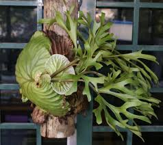 We did not find results for: Dsc003836 Staghorn Fern Plants Fern Plant