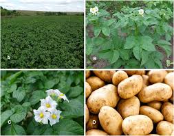 Image result for Solanum tuberosum