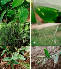 Image result for Moorochloa eruciformis