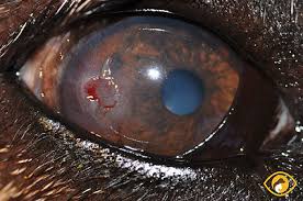 The cat's eyes can develop several disorders including conjunctivitis, glaucoma, cataracts, ulcers this causes the area to swell and forms scar tissue when it heals. Indolent Corneal Ulcers Animal Vision Care Surgical Center