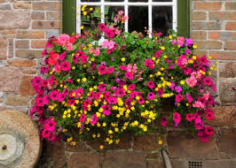 We did not find results for: 14 Simply Stunning Summer Window Box Recipes