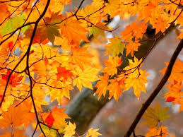 なぜ紅葉する 紅葉の種類と仕組み 日本の紅葉が世界一の理由 Life Info