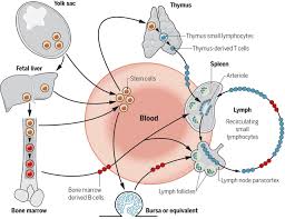 Image result for Thymus