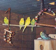 Breeding Budgies