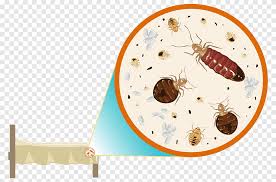 Bedbugs are considered a public health pest. Cockroach Bed Bug Control Techniques Pest Control Bed Bug Bite Cockroach Food Animals Png Pngegg