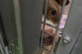 Local pet sales are easier on both the owner and animal. Video Inside Look At Rochester Animal Services