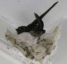 Edible Bird S Nests Swiftlet Spit Is Eco Destructive Asian Aphrodisiac