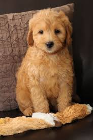 The mini goldendoodle has become a very popular puppy in america. River Valley Goldendoodles Puppy Breeder In Ny Near Pa Near Nyc Mini Goldendoodle Puppies Goldendoodle Goldendoodle Puppy