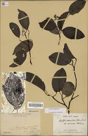 Image result for Metteniusaceae