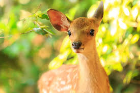 Check spelling or type a new query. Lowcountry Style Living Our Proven Deer Resistant Plants For The Lowcountry