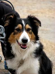 2 male border collies for sale from litter of 11, had first full vaccination and second vaccination flea and wormer treated up to date, ready to leave, pm for more info. Border Collie Puppies Tri Colour Dogs