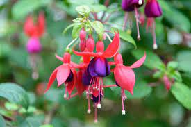 9 Gorgeous Different Types Of Fuchsia Plants Garden Lovers Club Fuchsia Plant Fuchsia Flowers Fuchsia Flower