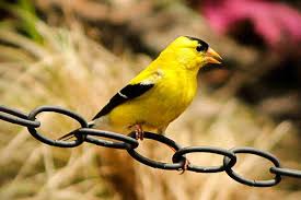 Maybe you would like to learn more about one of these? 20 Fun Facts About American Goldfinches Bird Feeder Hub