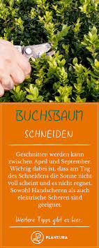 Buchsbaum Schneiden Habt Ihr Auch Einen Buchsbaum Im Garten Der Strauch Stellt Geringe Anspruche An Seinen Standort Und Ist Auch So Buchsbaum Buche Baum Baum