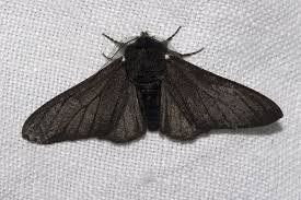 Black And White Spotted Moth Ontario El Fin Del Melanismo Industrial En Mariposas Tras La Revolucion Industrial Mariposas Polilla Hombre Polilla