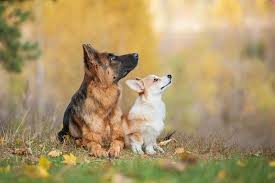 The corgi's influence on the mix's size is clear, with a majority measuring around its average height. German Shepherd Corgi Mix Complete Guide 2021 Canine Hq