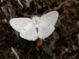 The white ermine moth is a moth of the arctiidae family. Brown Tail Moth Wikipedia