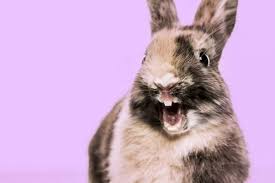 • rabbit ears (noun) the noun rabbit ears has 2 senses: 300 Bunny Names The Only List Of Rabbit Names You Ll Need