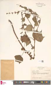 Image result for Cyphostemma lynesii