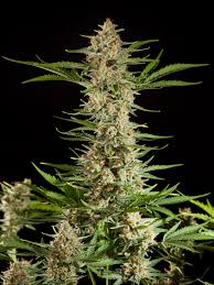 We did not find results for: Fraggle Skunk Auto