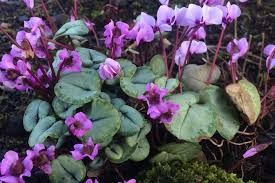 Check spelling or type a new query. Cyclamen Hederifolium Silver Leaved Group Silver Leaf Pink Ballyrobert Gardens