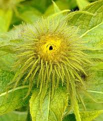 Image result for Inula
