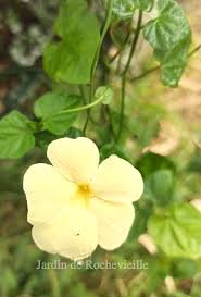 Image result for Thunbergia dregeana