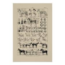 Vintage French Horse Breeds Anatomy Chart Poster