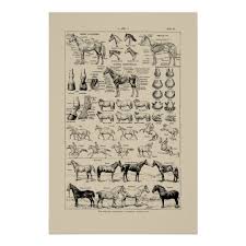 vintage french horse breeds anatomy chart poster