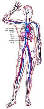 Check spelling or type a new query. Anatomie Aus Dem Lexikon Wissen De