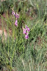 Image result for Mohria vestita