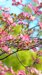 Spring Wallpapers Full Hd Hupages Download Iphone Wallpapers Spring Wallpaper Free Spring Wallpaper Nature Wallpaper