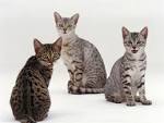 Egyptian Mau - PetGuide