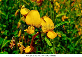 Image result for Crotalaria boehmii