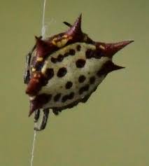 Check spelling or type a new query. Black Spider With Red Spikes Gasteracantha Cancriformis Bugguide Net