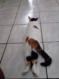 instacatscr esa pose de anubis gatoscostarica gatospuravida in 2021 cats corgi animals