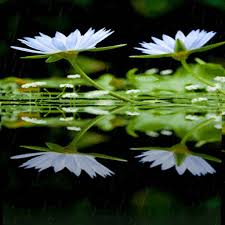 Beauty 1080p, 2k, 4k, 5k hd wallpapers free download, these wallpapers are free download for pc, laptop, iphone, android phone and ipad desktop White Lotus Live Wallpaper