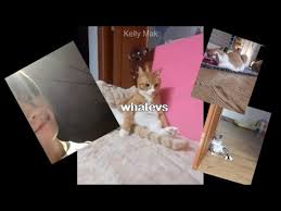 The sketch show (2005) and the sketch show (2001). Stray Kids Minho Lee Know S ð–ˆð–†ð–™ð–˜ Soonie Doongie Dori From Instagram 200805 Youtube