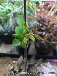 Image result for Oeceoclades