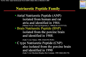 Dual Secretion Of Brain Natriuretic Peptides From The Atria