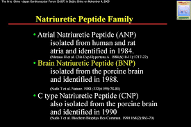 dual secretion of brain natriuretic peptides from the atria