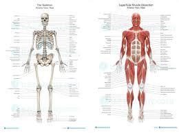 There are three types of muscle: Welcome To Ms Stephens Anatomy And Physiology And Environmental Science Class Website Anatomy And Physiology