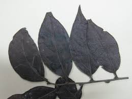 Image result for Chaetocarpus