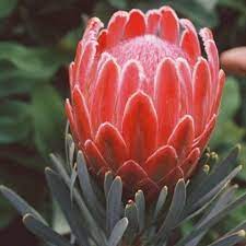Venus Protea Protea Flower Garden Express Growing Flowers