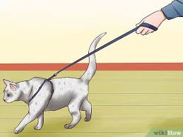 Setelah anda mengetahui cara membantu kucing anda melahirkan, akan membuat. Cara Melatih Kucing Agar Terbiasa Dengan Tali Kekang 9 Langkah