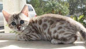 snow leopard bengal kitten bengal kitten kittens cutest bengal cat