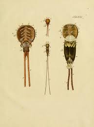 Pin On Bhl Images